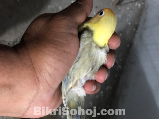 Pied Violet Parblue Sable Lovebird Baby